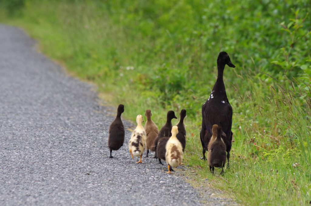 street_thug_ducks_malcolm_island
